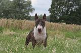 BULL TERRIER MINIATURE 008